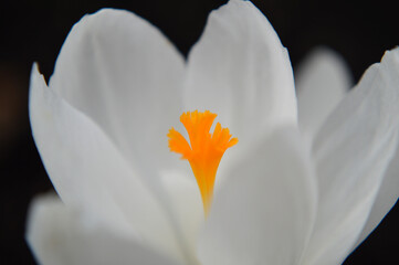 Closeup of a white crocus flower