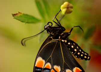 Female eastern black swallowtail roosting on a marigold bud up close