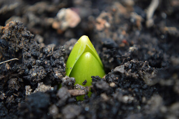 Closeup of a hyacinth sprout