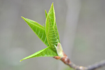 Closeup of a green bud growing