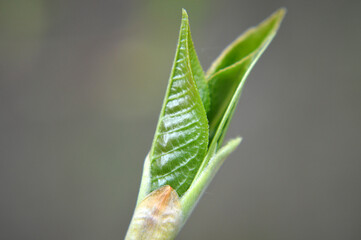 Closeup of a green bud growing