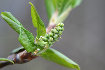 Closeup of a green bud growing