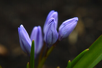 Closeup of violet chionodoxa flower buds