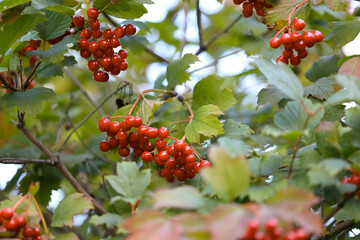 A Vivid Display Of Red Berries Nestled Among Green Leaves, Capturing A Fresh And Natural Woodland Scene. Perfect For Showcasing Nature's Beauty And Richness.