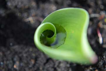 Closeup of a young tulip leaf with water inside