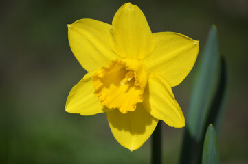 Closeup of a yellow daffodil flower