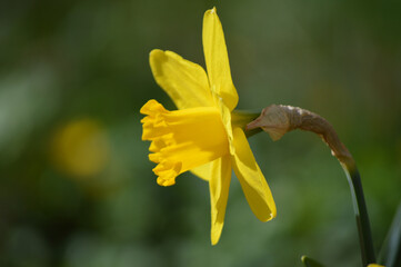 Closeup of a yellow daffodil flower