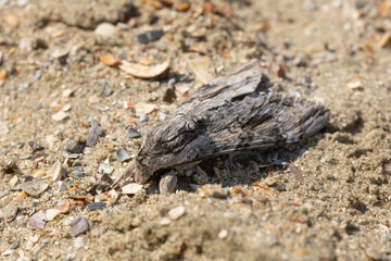 Agrius convolvuli, the convolvulus hawk-moth, on the sand of Constanta beach, Romania. Selective focus, shallow depth of field