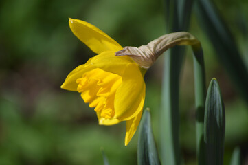 Closeup of a yellow daffodil flower