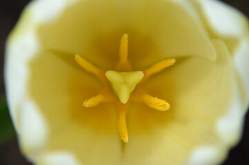 Closeup of a white-yellow tulip heart