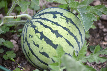 A young small watermelon growing