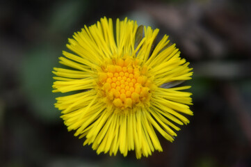 Closeup of a small coltsfoot flower