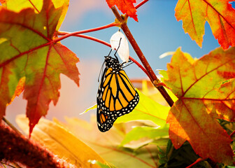 Monarch butterfly after emerging from chrysalis on maple leaves