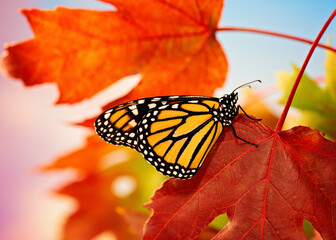 Monarch butterfly on fall maple leaves during migration