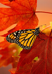 Monarch butterfly on fall maple leaves during migration