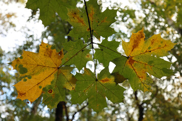 Close-Up View Of Vibrant Green And Yellow Leaves On A Tree, Showcasing The Natural Beauty Of Autumn. Captures The Essence Of Seasonal Change And The Transition From Summer To Fall.