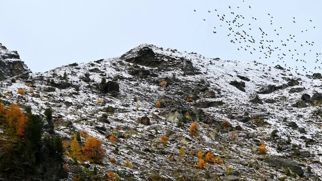 Crow flying over mountain forest in autumn in Switzerland. Alpine Chough. Real time.