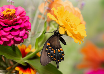 Female spicebush swallowtail on summer wildflowers