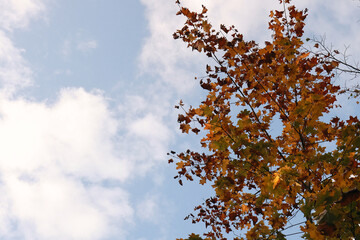 A Vibrant Autumn Tree With Orange And Yellow Leaves Against A Clear Blue Sky Dotted With Fluffy White Clouds. A Serene Seasonal Scene Capturing The Beauty Of Fall Colors.