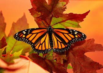 Monarch butterfly on fall maple leaves during migration