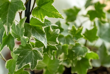 variegate ivy leaves close up houseplant