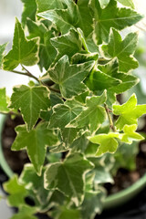 variegate ivy leaves close up houseplant