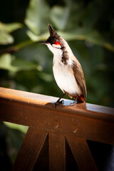 Close-up view of a beautiful red-whiskered bulbul perched on a wooden balustrade in Grand Baie, Mauritius