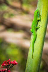 Close-up view of a vibrant green Madagascar Giant Day Gecko (Phelsuma grandis) climbing a tropical palm tree at Mauritius