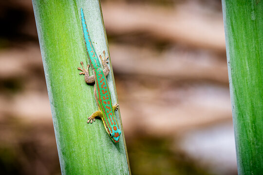 Close-up view of a vibrant female Blue-tailed Day Gecko (Phelsuma cepediana) climbing down a tropical palm tree at Mauritius