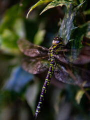 A dragonfly is sitting on a leaf. close shot