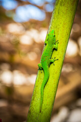 Close-up view of a vibrant green Madagascar Giant Day Gecko (Phelsuma grandis) climbing a tropical palm tree at Mauritius