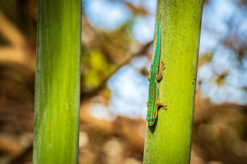 Close-up view of a vibrant female Blue-tailed Day Gecko (Phelsuma cepediana) climbing down a tropical palm tree at Mauritius