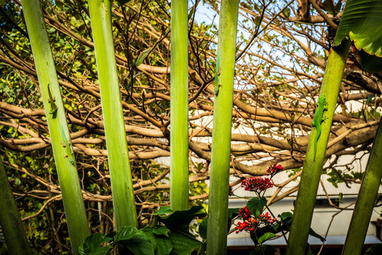 View of colorful Madagascar Giant Day Geckos (Phelsuma grandis) and Blue-tailed Day Geckos (Phelsuma cepediana) climbing a tropical palm at Mauritius
