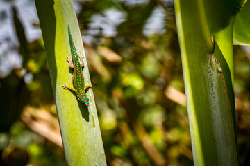 Close-up view of a vibrant female Blue-tailed Day Gecko (Phelsuma cepediana) climbing down a tropical palm tree at Mauritius