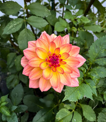 Obraz premium close up pink yellow decorative dahlia flower plant portrait garden
