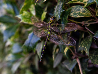 A dragonfly is sitting on a leaf. close shot