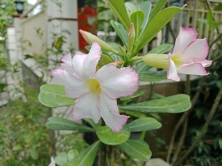 beautiful white adenium flowers from various angles