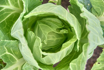green cabbage with leaves on a sunny day close up