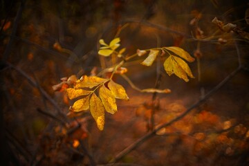 Autumnal yellow brown leaves on a branch in autumn forest