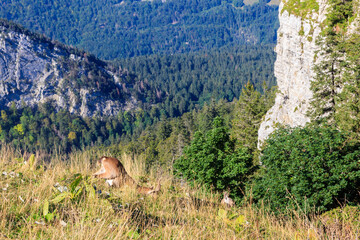 Alpine Ibex (Capra ibex) in habitat at Creux du Van, Neuchatel canton, Switzerland