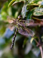 A dragonfly is sitting on a leaf. close shot