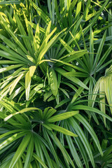 The palm leaves sway in the tropical breeze, their vibrant green foliage adding to the lush jungle vegetation, creating a perfect natural paradise in the outdoor setting.