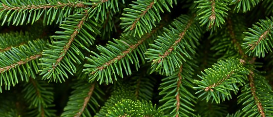 Close-up of Green Pine Tree Branches for Natural Christmas Design