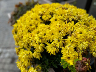 Beautiful blooming yellow Chrysanthemum autumn flowers close up, floral wallpaper background with blooming Chrysanthemums	