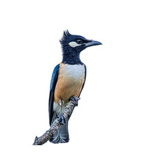 Obraz premium White-crested Laughingthrush Perched on a Branch