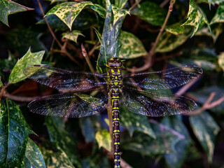 A dragonfly is sitting on a leaf. close shot