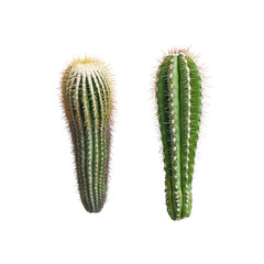 Naklejka premium Two Green Cacti on White Background