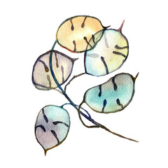 Watercolor twig of lunaria plant isolated on white background. Illustration of dry flowers in artistic  style, ready to use. Design for covers, packaging, labels, season offer.