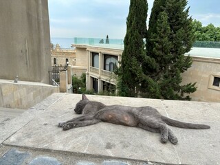 cat on the street