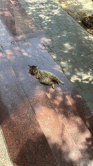 cat on the stairs